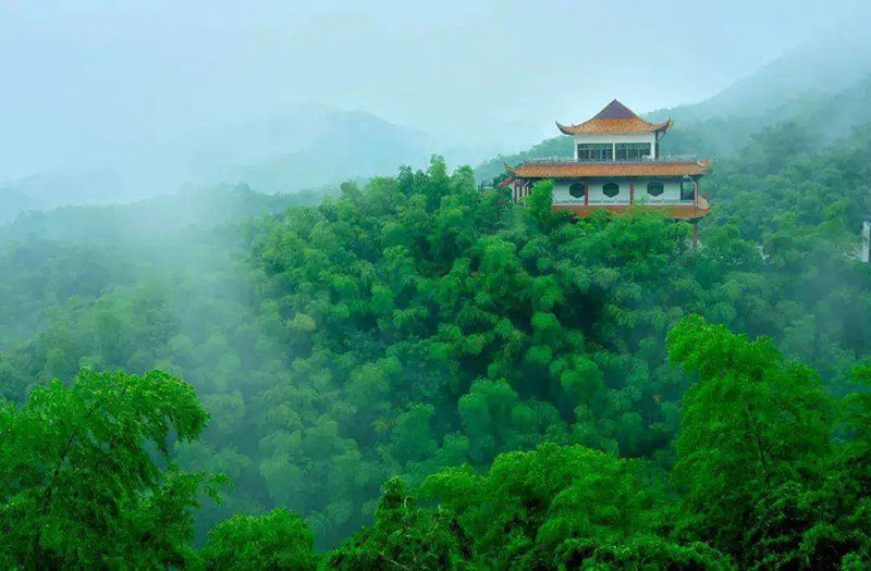 桃江竹海 桃江竹海