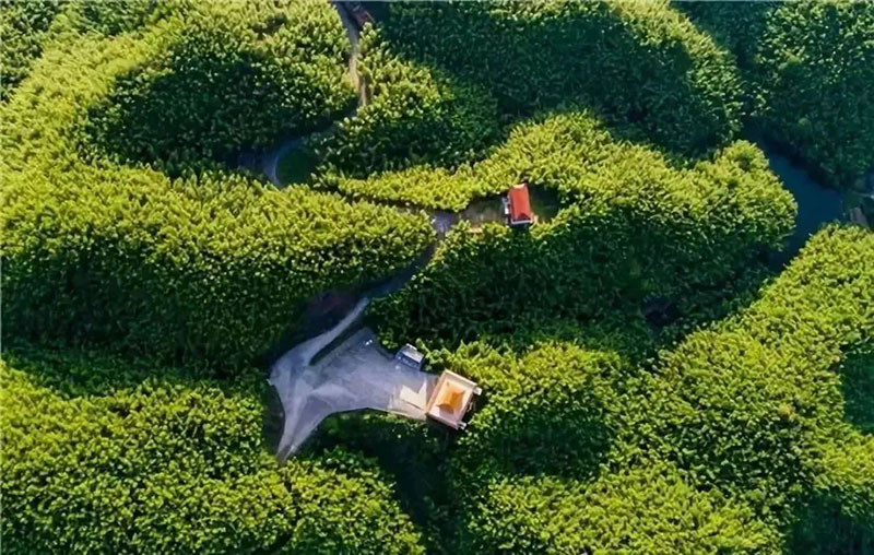 桃江竹林 桃江竹林